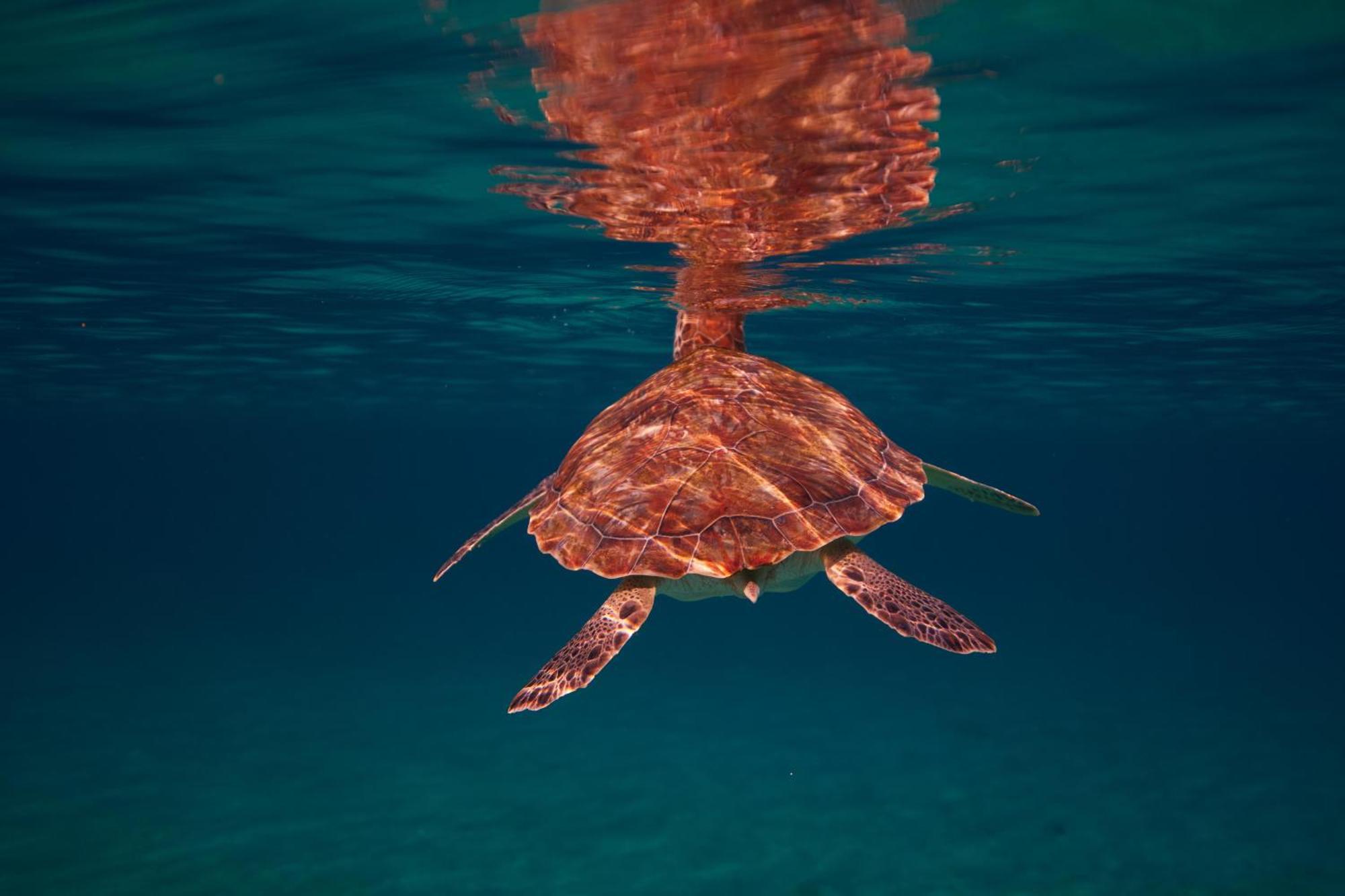 Sandals Royal Curacao All Inclusive Couples Only Newport Zewnętrze zdjęcie